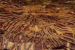 Traces of a bark beetle on pine wood.Traces of a pest beetle in the form of curved lines.Damaged wood.Abstract background.