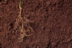 close-up of the roots of the plant against the background of brown fertile fertilized soil