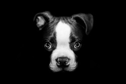 Boston terrier puppy 4 months old 