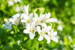 White flower of Andaman satinwood, Chanese box tree, Cosmetic bark tree, Orange jasmine, Orange jessamine, Satin wood (Murraya paniculata Jack)