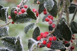 Frozen holly common christmas plant closeup during winter