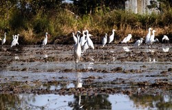 Egrets look for snails in muddy fields. It is an abundant natural food source without destroying the ecosystem. White birds