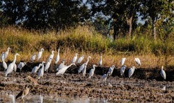 Egrets look for snails in muddy fields. It is an abundant natural food source without destroying the ecosystem. White birds