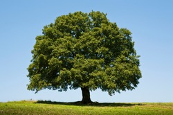 Oak Tree Photo