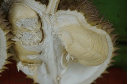 Durian, the king of fruit. Durian is one of the exotic fruit from East Asia. This fruit has strong aroma, 