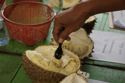Durian, the king of fruit. Durian is one of the exotic fruit from East Asia. This fruit has strong aroma, 