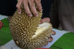 Durian, the king of fruit. Durian is one of the exotic fruit from East Asia. This fruit has a strong aroma, 