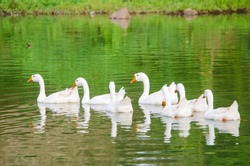 A Group of White Swans swimming in a Beautiful Green Pond in Pasuruan, East Java, Indonesia