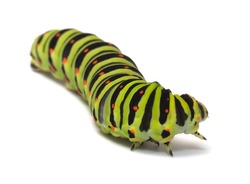 Machaon caterpillar on a white background close up.