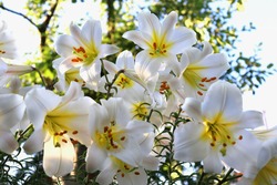 White lily Lilium regale in the garden in summer. Beautiful floral background. Selective focus