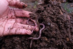 Man holding worms with soil