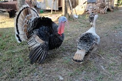 Turkeys playing in the yard. The turkey is the name for two species of large birds of the order Galliformes Genus Meleagri.