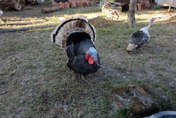Turkeys playing in the yard. The turkey is the name for two species of large birds of the order Galliformes Genus Meleagri.