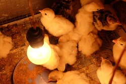 Turkey chicks in the coop. The turkey is the name for two species of large birds of the order Galliformes Genus Meleagri.