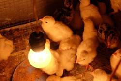Turkey chicks in the coop. The turkey is the name for two species of large birds of the order Galliformes Genus Meleagri.