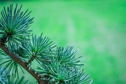Close up of pine cones on cedar tree 
