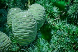 Close up of pine cones on cedar tree 
