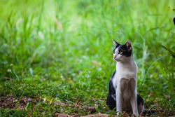 Black and white cat  in the grass