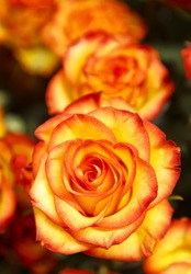 Yellow and Orange Rose