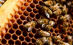 Macro image of a bee on a frame from a hive. Bees on honeycomb. Apiculture. Close up of a frame with a wax honeycomb of honey with bees on them. Apiary workflow. Copy space. Selective focus
 