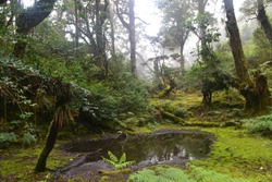Tropical rain forest at mount Binaiya hiking trails