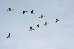 Canada Geese flying over head
