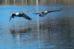 Canada Geese flying low over lake