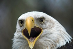 American Bald Eagle close up portrait