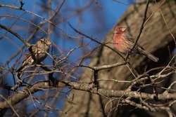 House Finch pair perched in Oak tree