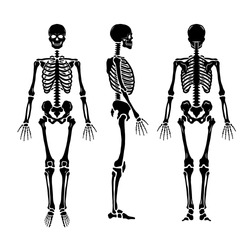 Anatomical human skeleton, in three positions.