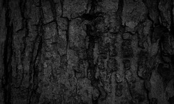 Black tree bark background Natural beautiful old tree bark texture According to the age of the tree with beautiful bark during the summer