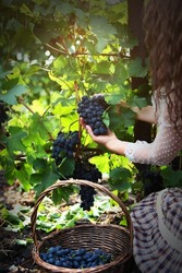 A woman cuts a ripe bunch of dark grapes. Basket with grapes. An unrecognizable person. Autumn harvest. The season of agricultural work. Vertical photo.