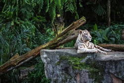 Forceful white tiger with blue eyes is resting on the rock on the plants background in the zoo in Singapore. Closeup photo. Horizontal. 