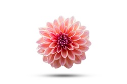 Dahlia Flower beautiful nature close-up concept ideas. Isolated on white background