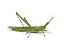 Long-headed grasshopper isolated on white background