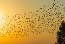Birds in flight at sunset.  A large number of starlings in the second half of summer gather in flocks and are preparing to fly to warmer lands.