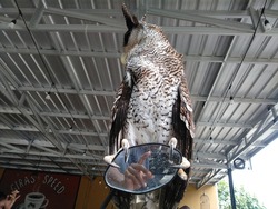 owl perched on the motorcycle mirror