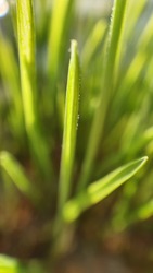 close up of green fresh grass with water drops growth  from eart with sun light selected focus