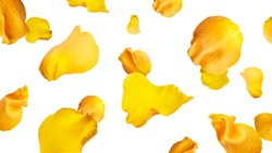 Yellow rose petals isolated on a white background. Flying petals. High quality photo