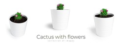 Cactus with flowers in white pot isolated on a white background. Blooming cactus. High quality photo