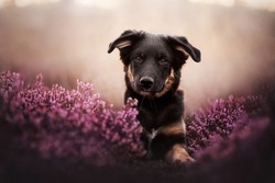 Australian shepherd puppy and pink flowers