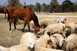 The big brown horse are scrambling food of flocks sheep.