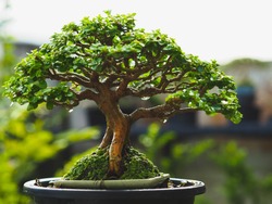 Japanese Bonsai Tree Style, Bonsai is an art and wonderful way to relax after a hard days work, Small Bonsai Tree Gardening Concept.