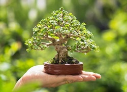 Asian woman's hand holding a little bonsai plant that is growing in a brown pot in a natural setting that is highlighted by the sun's orange rising rays. planting bonsai trees in a garden.