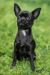 small black chihuahua walking with owner