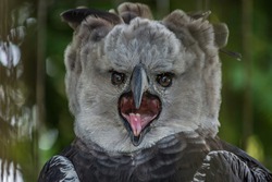 Portrait of Harpy eagle (Harpia harpyja) screaming displeased with his mouth wide open