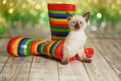 Greeting card. Cute kitten is sitting in rubber boots. Funny cat.