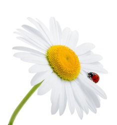 Ladybird on daisy, chamomile isolated on white. Image about summer, spring, flowers and joy.