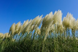 Waving pampas grass under clear blue sky