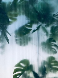 tropical monstera behind frosted glass blurred background